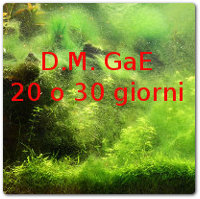 DM GaE termine perentorio di 20 no 30 giorni ?
