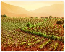 Servizi per l’Agricoltura e lo Sviluppo Rurale