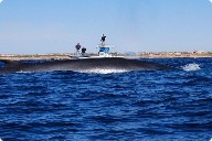 Avvistate 30 balene a un miglio da Lampedusa