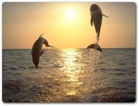 Giornata di educazione ambientale in barca alla scoperta dei delfini, flora e fauna del Parco Nazionale arcipelago di La Maddalena