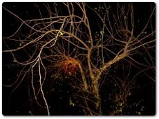 Quando la fisiologia coincide con l’anima. Il tempo del sé ovvero modesta difesa del vecchio stolto