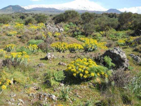 Euforbia rigida – Euphorbia rigida M. Bieb. – Euphorbiaceae, che spesso vive nei suoli rocciosi dell’Etna in associazione con la ginestra, l’asfodelo e la Ferula communis