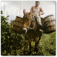‘U zu Carmine e Ciccineddu a vendemmiare