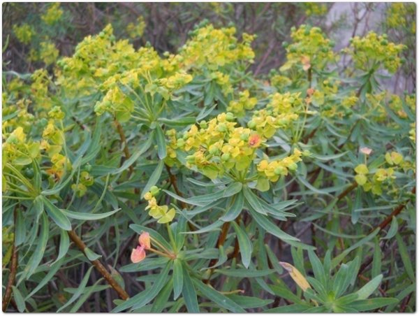 Euforbia arborescente o arborea – Euphorbia dendroides L. – Euphorbiaceae, con frutti (tricocco)