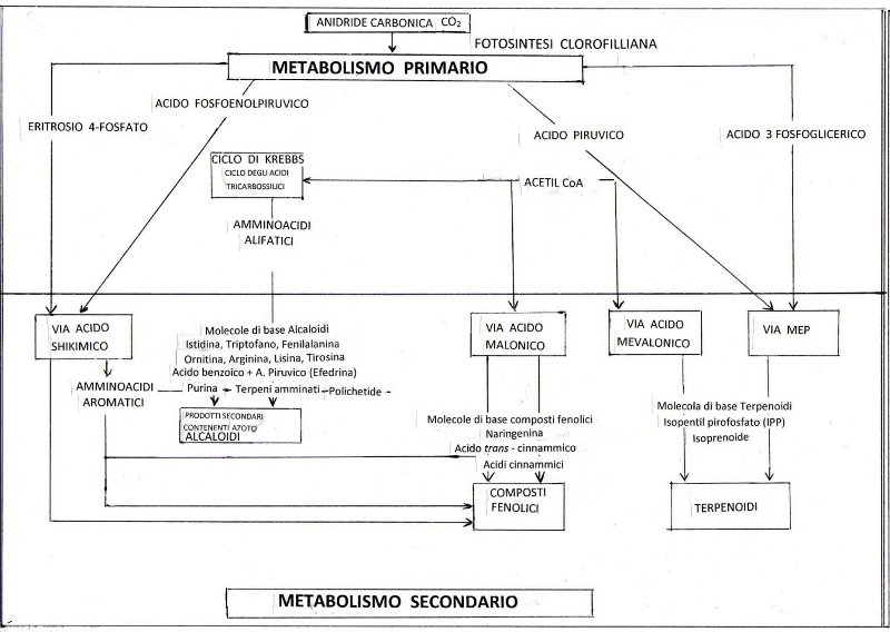 Metabolismo primario e secondario