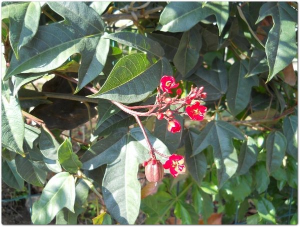 Jatropha integerrima Jacq. – Euphorbiaceae