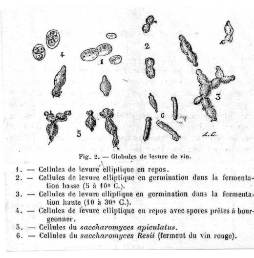 I lieviti Saccoromyces cerevisiae M., appartenenti agli Ascomiceti, nelle diverse fasi del loro ciclo vitale e che operano la fermentazione dei liquidi zuccherini con la conversione dello zucchero in alcol.
