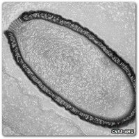 Pithovirus sibericum