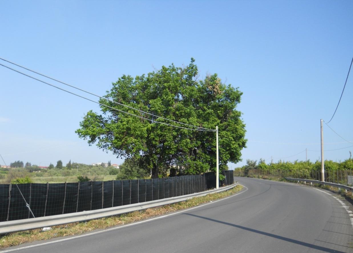 L’ultimo grande esemplare ancora esistente di Roverella – GRUPPO QUERCUS ROBUR L. : Q. congesta C. Presl. - Q. dalechampii Ten. – Quercus pubescens Willd. ; Quercia castagnara – Quercus virgiliana (Ten.)Ten. – Fagaceae, (luogo di osservazione: strada SP 134 - Km 0.500 circa, Motta S. Anastasia (CT), anno 2012) tipica specie della flora mediterranea, che nel passato insieme al leccio e ad altre specie mediterranee ricopriva diffusamente le colline di Motta S. Anastasia, Misterbianco e Catania
