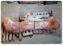 Ecco il superdinosauro della Patagonia