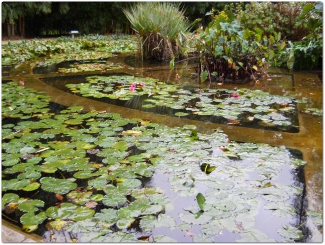 L'acquario dell'Orto botanico di Palermo in cui crescono le ninfee e le piante acquatiche. L'acquario di forma circolare risulta diviso in 24 settori in relazione al numero che significa ordine ed armonia L'acquario dell'Orto botanico di Palermo in cui crescono le ninfee e le piante acquatiche. L'acquario di forma circolare risulta diviso in 24 settori in relazione al numero che significa ordine ed armonia