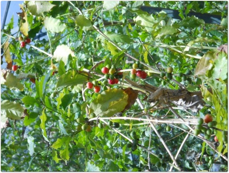 Caffè - Coffea arabica L. - Rubiaceae Caffè - Coffea arabica L. - Rubiaceae