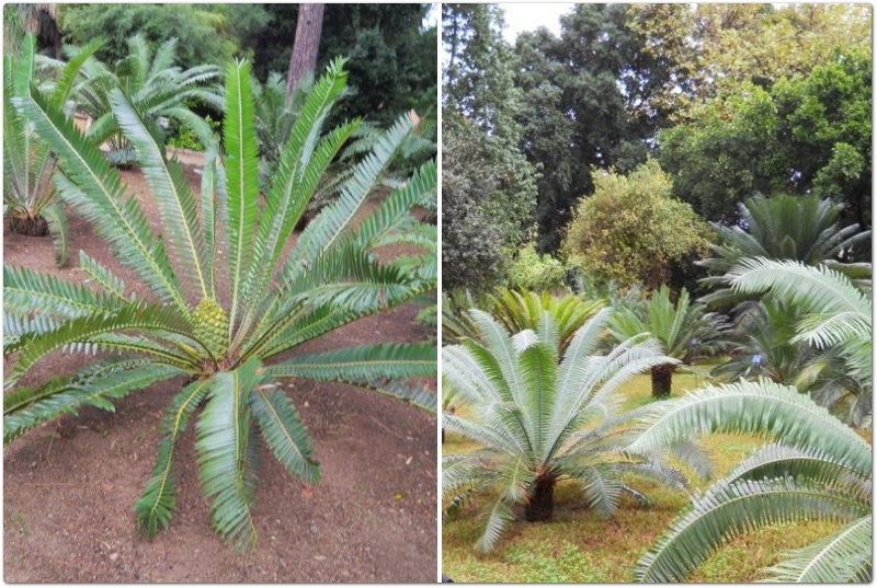 Cycas - Cycas circinalis L. - Cycadaceae Cycas - Cycas circinalis L. - Cycadaceae
