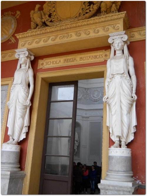 Dal portico posteriore si accede all'aula, la Schola Regia Botanices, al cui ingresso sono poste due cariatidi in stucco(figure femminili usate come colonne a sostegno delle membrature architettoniche), opera di Domenico Danè, alla sinistra e alla destra delle quali vi sono le porte di accesso degli antichi uffici del Direttore e all'Erbario Dal portico posteriore si accede all'aula, la Schola Regia Botanices, al cui ingresso sono poste due cariatidi in stucco(figure femminili usate come colonne a sostegno delle membrature architettoniche), opera di Domenico Danè, alla sinistra e alla destra delle quali vi sono le porte di accesso degli antichi uffici del Direttore e all'Erbario