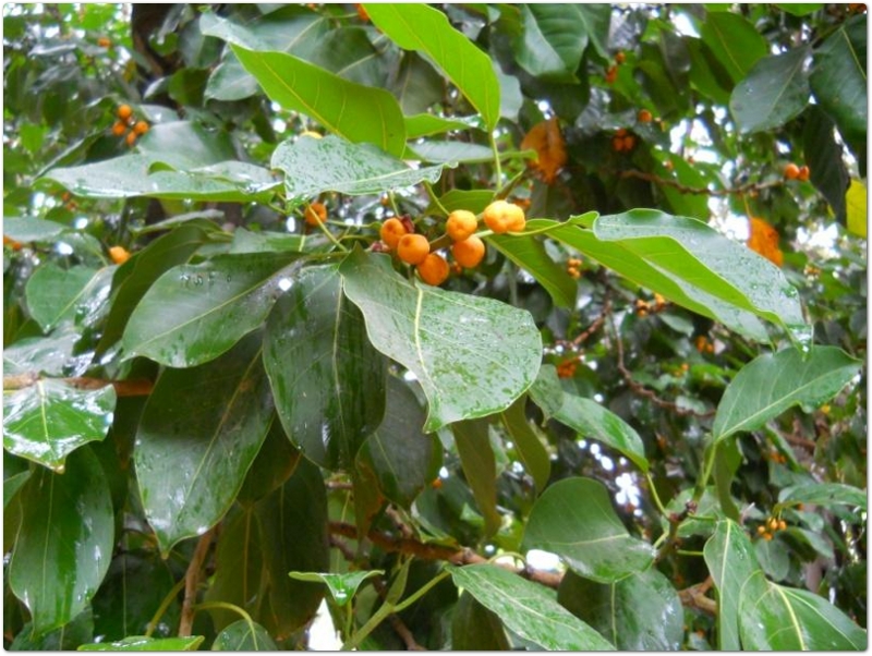 Ficus - Ficus altissima, var. baccifera, Moraceae originario dell'Asia Tropicale Ficus - Ficus altissima, var. baccifera, Moraceae originario dell'Asia Tropicale