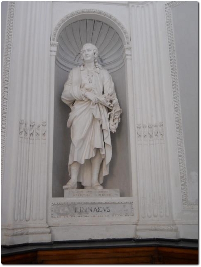 Le statue di Tournefort e di Linneo poste dal lato opposto di quelle di Teofrasto e Dioscoride nella sala ottogonale del Gymnasium. Ad entrambi questi scienziati si devono l'ulteriore perfezionamento degli studi della botanica e del regno vegetale con la definizione della classificazione delle piante per lo studio sistematico delle specie vegetali e delle loro peculiari caratteristiche Le statue di Tournefort e di Linneo poste dal lato opposto di quelle di Teofrasto e Dioscoride nella sala ottogonale del Gymnasium. Ad entrambi questi scienziati si devono l'ulteriore perfezionamento degli studi della botanica e del regno vegetale con la definizione della classificazione delle piante per lo studio sistematico delle specie vegetali e delle loro peculiari caratteristiche