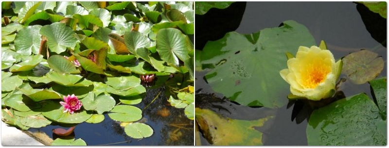 Ninfea - Nimphaea x marliacea L. - Nimphaeaceae Ninfea - Nimphaea x marliacea L. - Nimphaeaceae