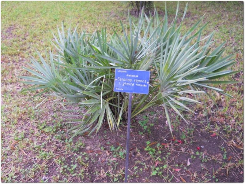 Sabal serrulata - Serenoa repens (W. Batram) Small - Arecaeae; il frutto è usato come cibo e a scopo medicinale per problemi urinari e dell'apparato riproduttivo, riduce la proliferazione delle cellule cancerose nella prostata. L'estratto dei frutti è ricco di grassi e fitosteroli Sabal serrulata - Serenoa repens (W. Batram) Small - Arecaeae; il frutto è usato come cibo e a scopo medicinale per problemi urinari e dell'apparato riproduttivo, riduce la proliferazione delle cellule cancerose nella prostata. L'estratto dei frutti è ricco di grassi e fitosteroli