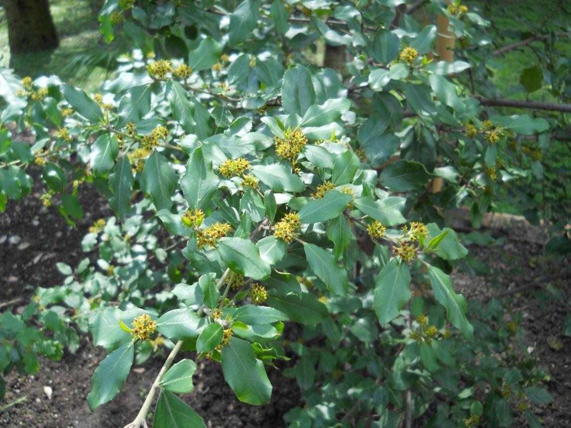 Alaterno - Rhamnus alaternus L.