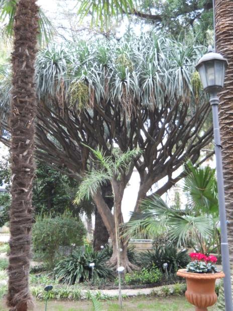 Albero del drago -Dracena draco L. - Agavaceae, Asparagoceae secondo AGP III, è una pianta tropicale originaria ed endemica delle Isole Canarie, dove però non è più molto diffusa, che incornicia il portico dell'edificio monumentale dell'Orto Botanico di Catania
