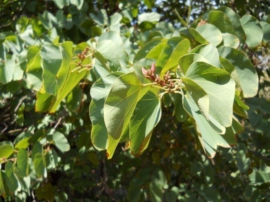 Albero orchidea