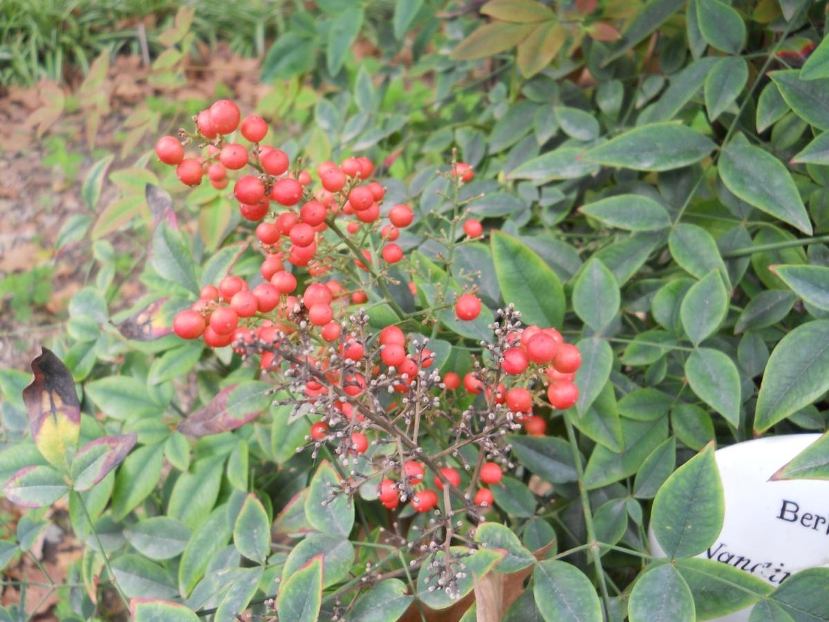 Bambù sacro - Nandina domestica Tunbh. - Berberidaceae, arbusto ornamentale che in Asia viene coltivato nei Templi sacri