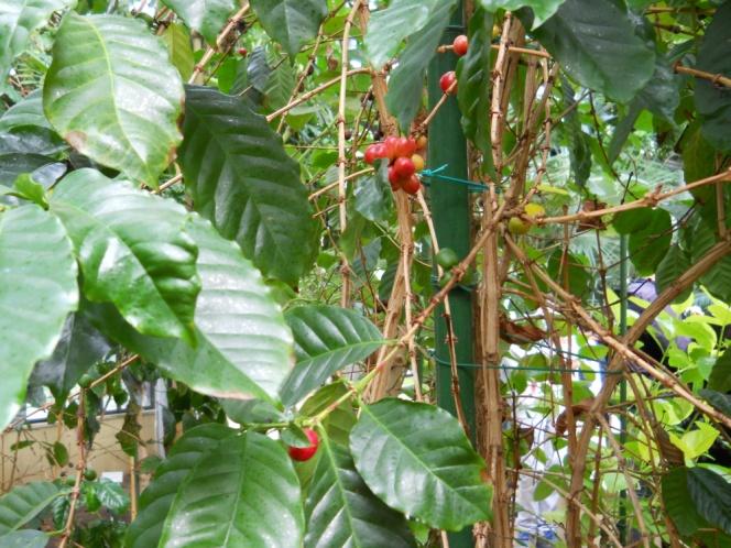 Caffè - Coffea spp. - Rubiaceae. Arbusti sempreverdi sensibili alle basse temperature, che richiedono un clima equatoriale caldo umido