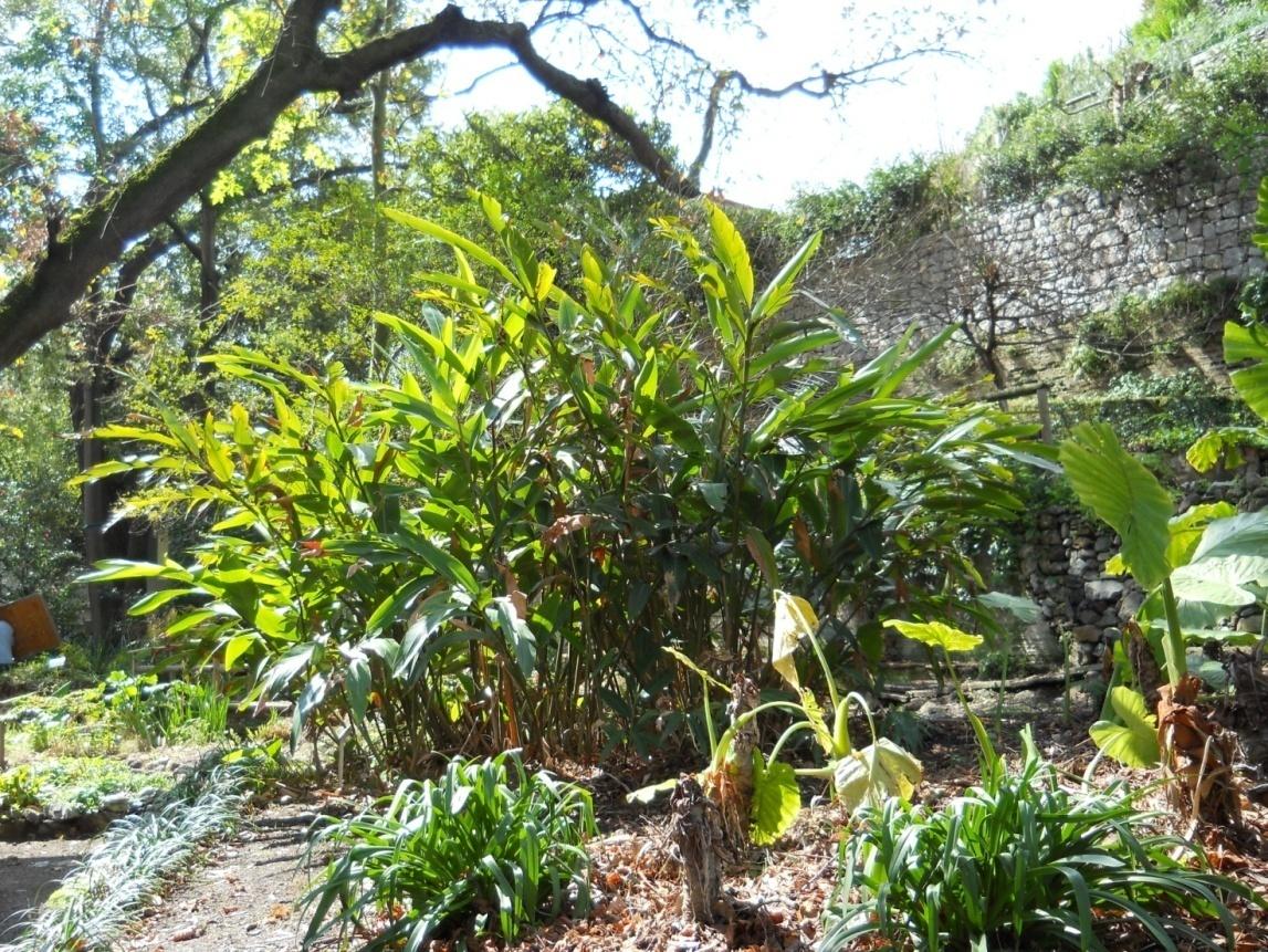 Canna d'India