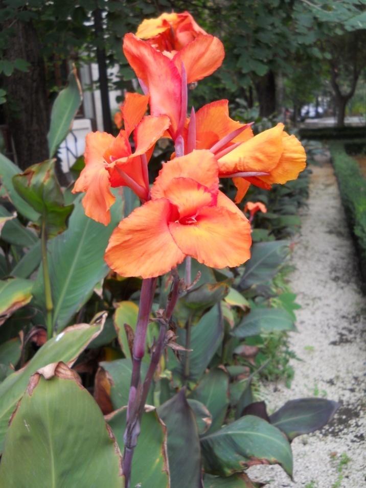 Canna fiorifera - Canna indica L. - Cannaceae, pianta ornamentale, medicinale ed alimentare importante nell'agroindustria. Il succo fresco è antisettico. Si impiegano diverse parti della pianta ad uso alimentare da cui si ricavano amido e farina