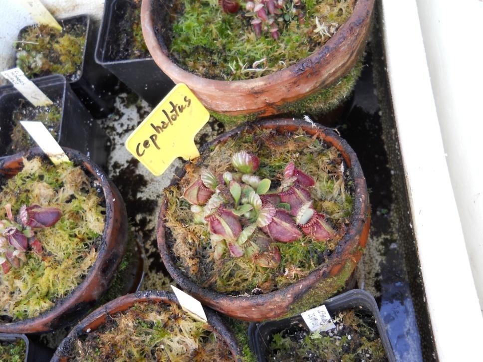 Cephalotus follicularis Labill.