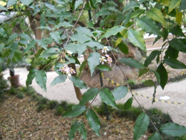 1 - Acerola - Malpighia punicifolia L. - Malpighiaceae , ciliegia delle Indie occidentali, di cui si usano i frutti maturi privi del nocciolo a completa maturazione