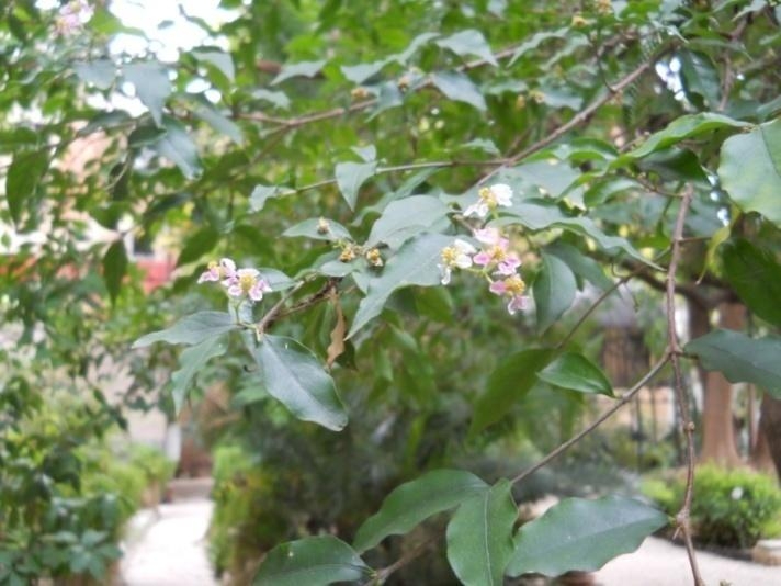 2 - Acerola - Malpighia punicifolia L. - Malpighiaceae , ciliegia delle Indie occidentali, di cui si usano i frutti maturi privi del nocciolo a completa maturazione