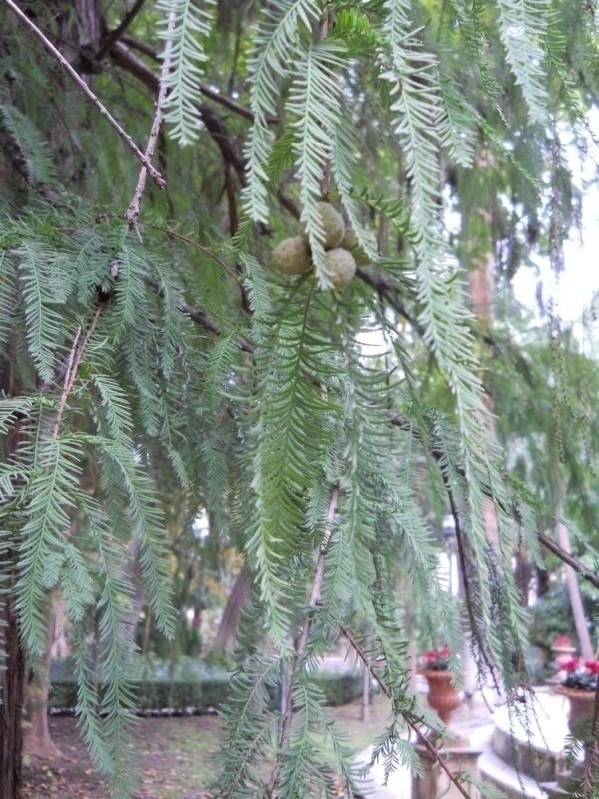 Cipresso di Montezuma - Taxodium distichum var. mucronatum Henry - Taxodiceae, originario del Messico è albero sacro e medicinale di rilevante importanza nei luoghi d'origine, la cui resina è usata nella cicatrizzazione delle ferite e piccole ulcere. La corteccia ha proprietà diuretiche ed emmenagoghe. L'infuso delle foglie ha azione sedativa