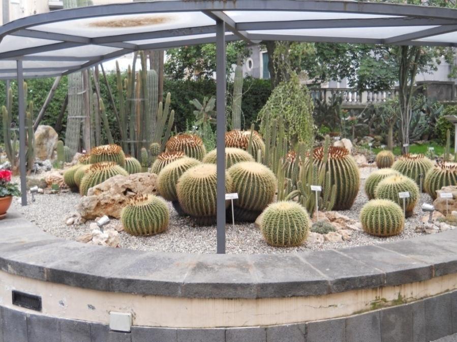 Collezione di piante succulente Echinocactus grusonii Hildm. - Cactaceae. Le piante succulente, più conosciute col nome di piante grasse, sono originarie di luoghi e climi aridi e secchi ed hanno caratteristiche tali da conservare in tessuti spugnosi l'acqua e non farla traspirare grazie agli stomi ridottissimi.
