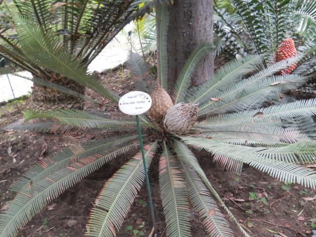 Dioon edule Lindl. - Zamiacea , specie dioica con cono maschile e femminile in piante diverse. Nella foto pianta con cono femminile