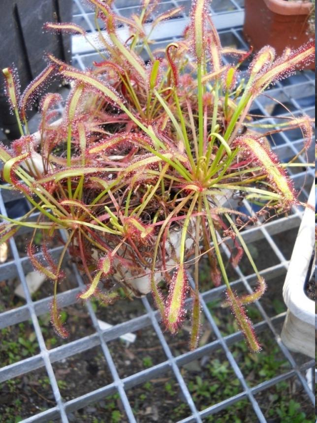 Drosera - Drosera capensis L.