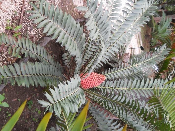 Encephalartos ferox G. Bertol. - Zamiaceae, Africa tropicale, pianta con cono maschile
