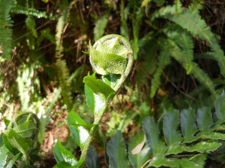 Felce agrifoglio - Cyrtomium s.p.