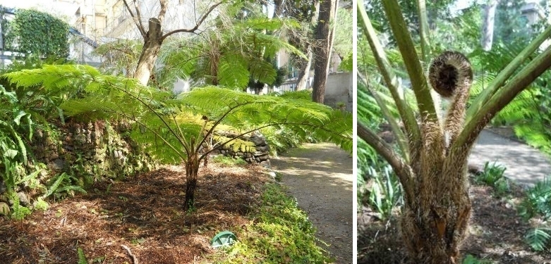 elce bulbifera - Woowardia radicans (L.) Sm.