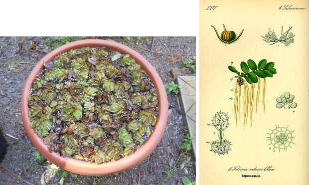 oto ed illustrazione dell'Erba pesce - Salvinia natans