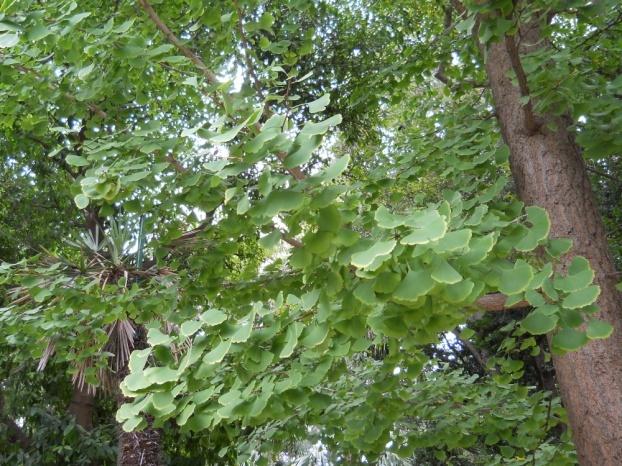 Ginkgo biloba L. - Ginkgoaceae, albero fossile vivente e medicinale