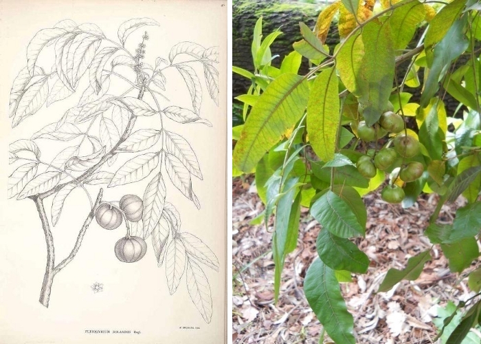Illustrazione e foto di Pleiogynium solandri (Benth.)