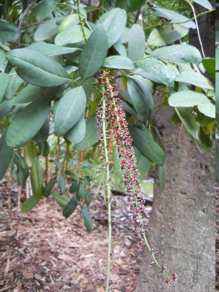 Jaborandi - Pilocarpus pennatifolius Lem.