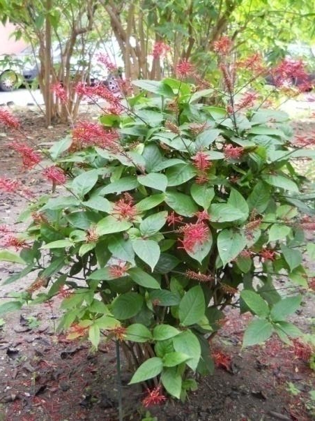 Jacobinia - Justicia coccinea Aubl. - Acanthaceae