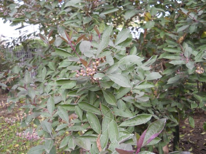 Ligundi, Nirgundi (ciò che protegge il corpo dalle malattie) - Vitex negundo Linn. - Vebernaceae , Cina India