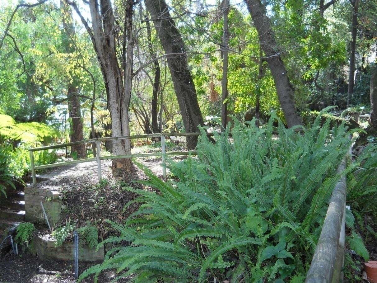 Nephrolepis cordifolia (L.) K. Presl.