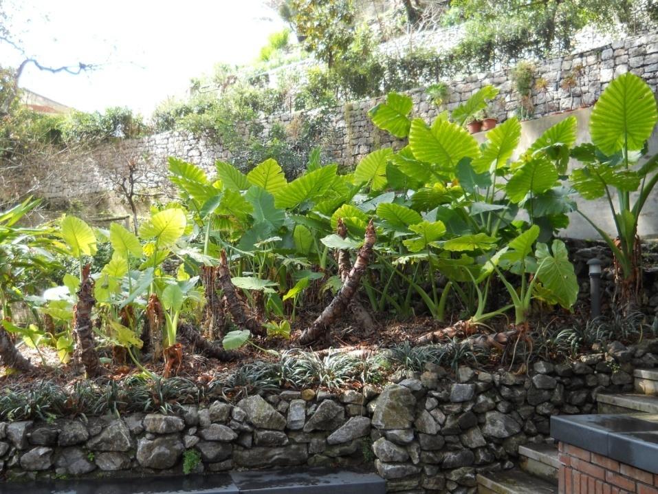 Orecchio d'elefante - Alocasia sp.