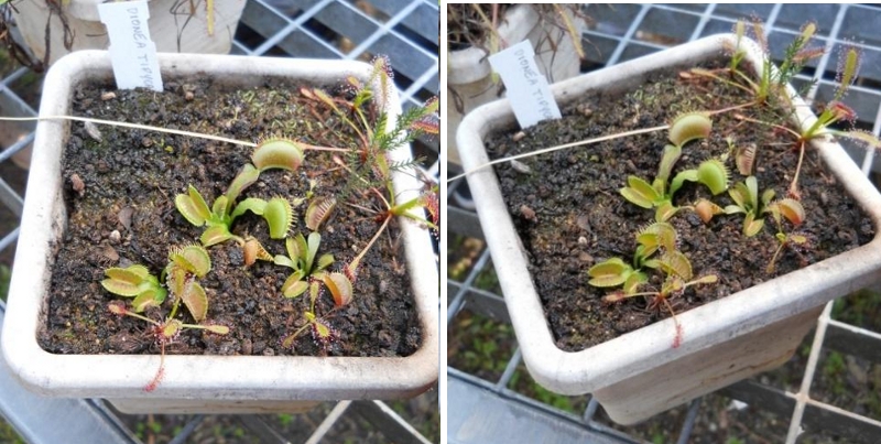 ianta acchiappamosche - Dionaea muscipula - Droseraceae
