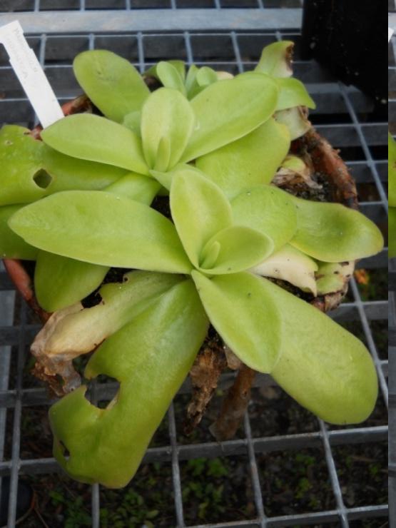 Pinguicula- Pinguicula hirtifolia Ten.
