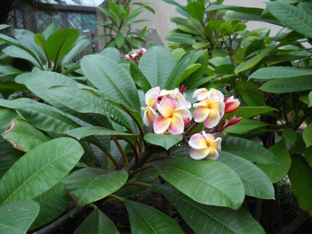 Pomelia, Frangipane - Plumeria rubra L. - Apocinaceae